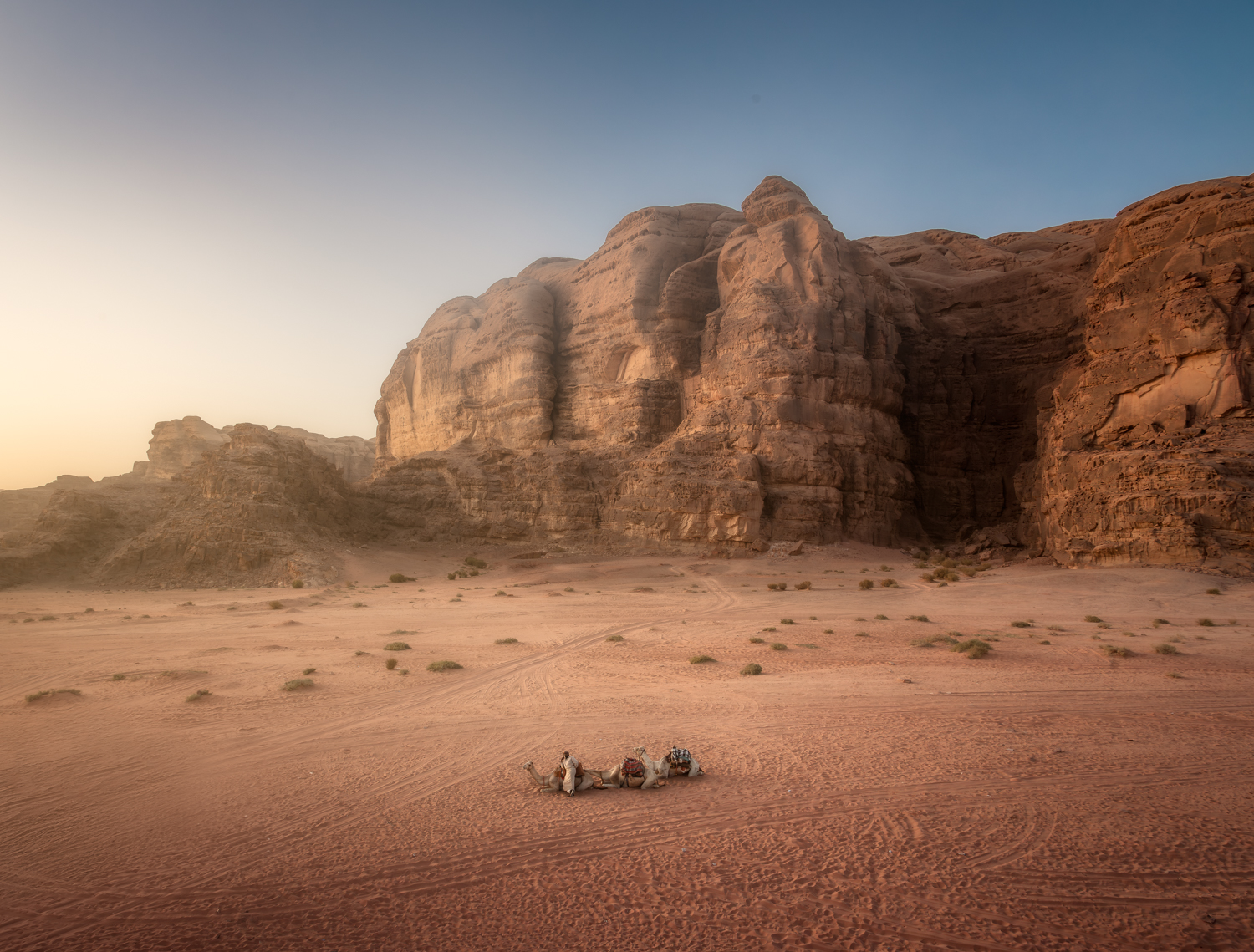 Camelos à espera do pôr-do-sol no Wadi Rum