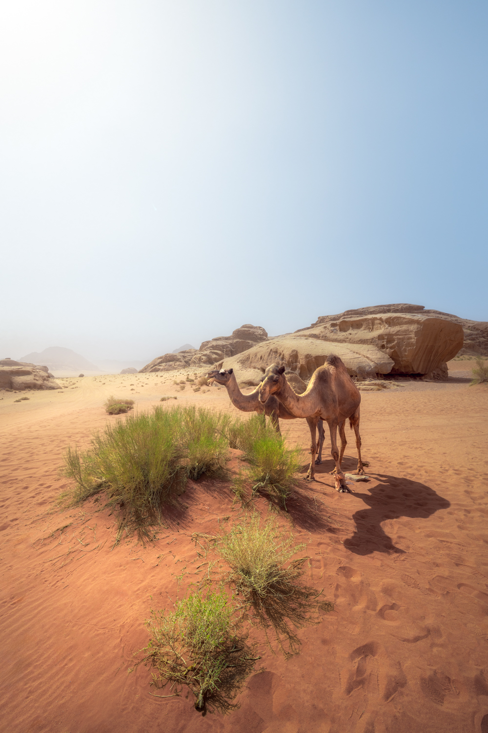 Camelos no Wadi Rum