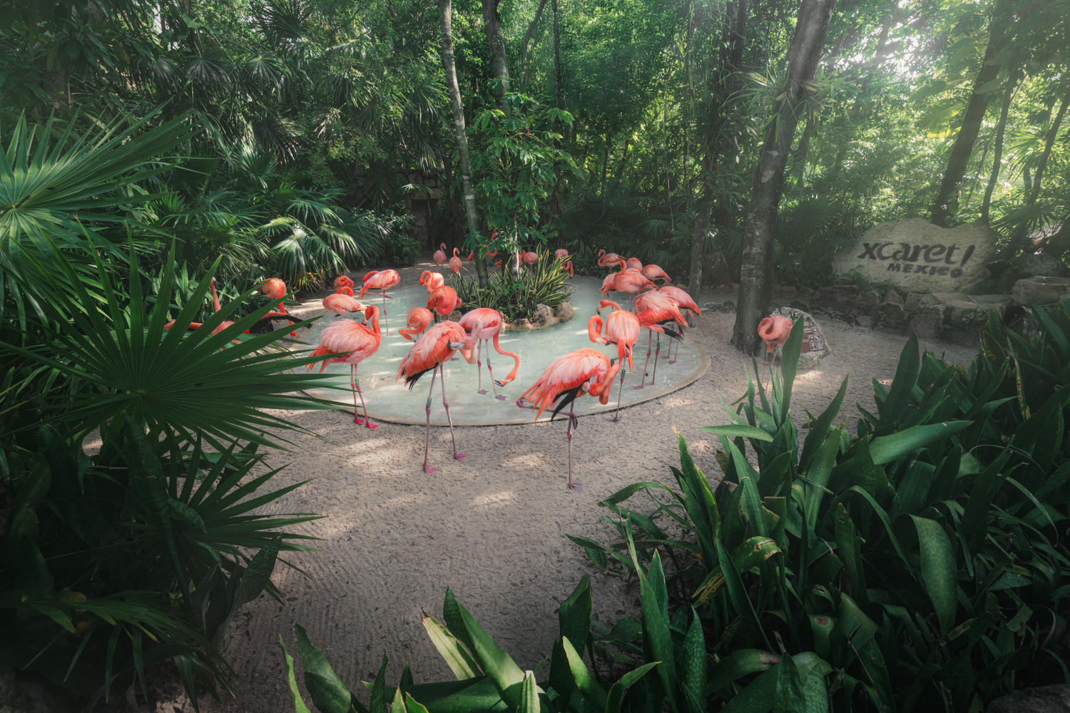 Flamingos no Parque Xcaret