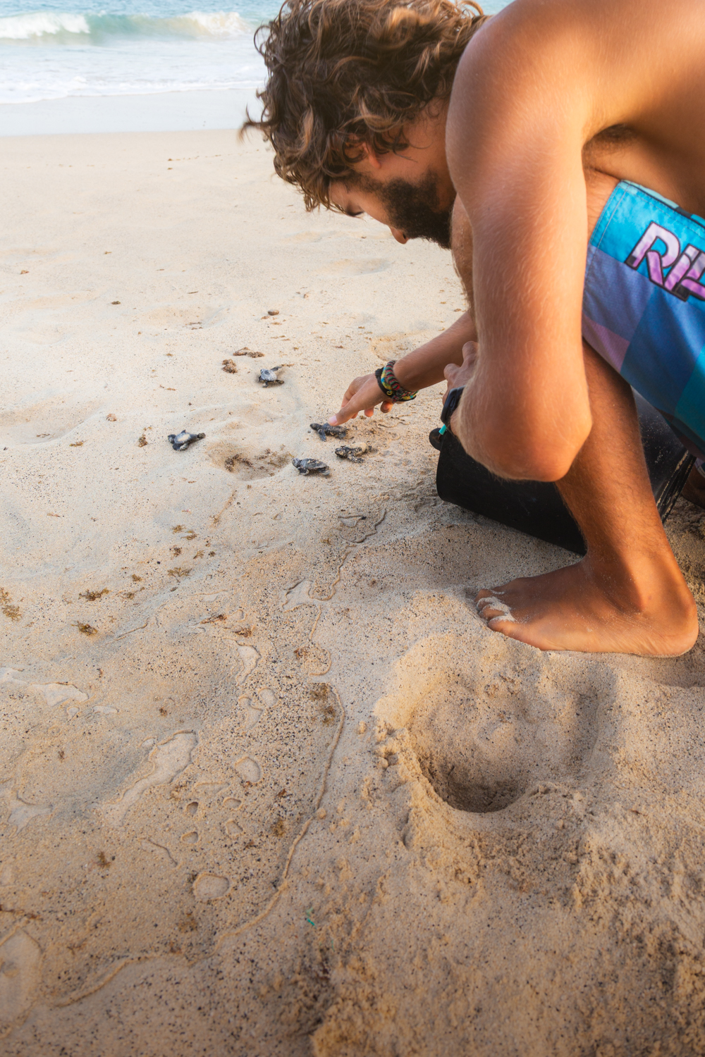 Tartarugas a serem lançadas ao mar