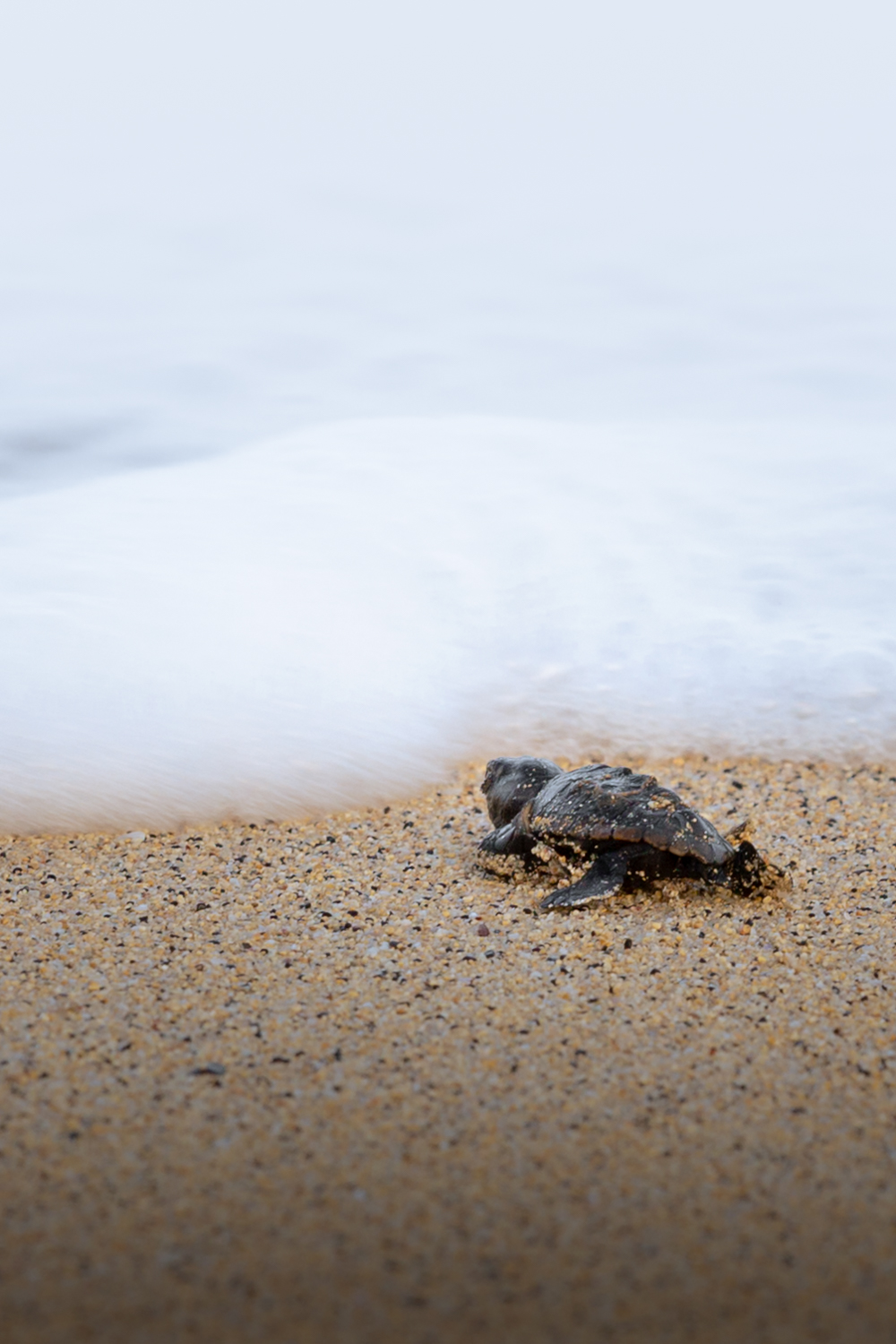 Tartaruga a ir para o mar