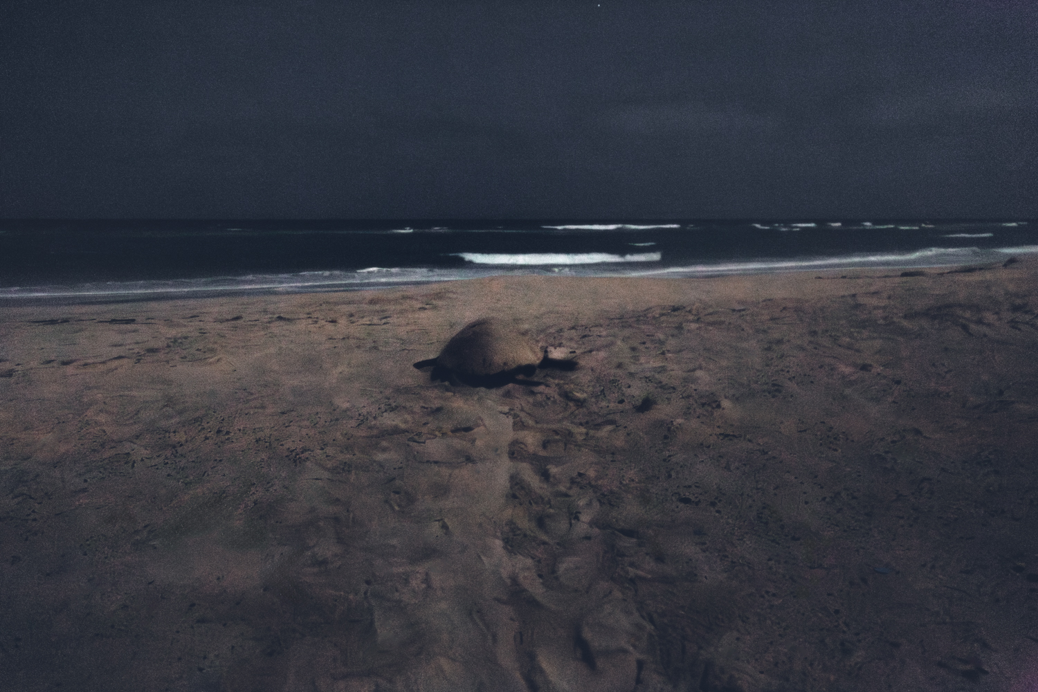 Tartaruga a regressar ao mar