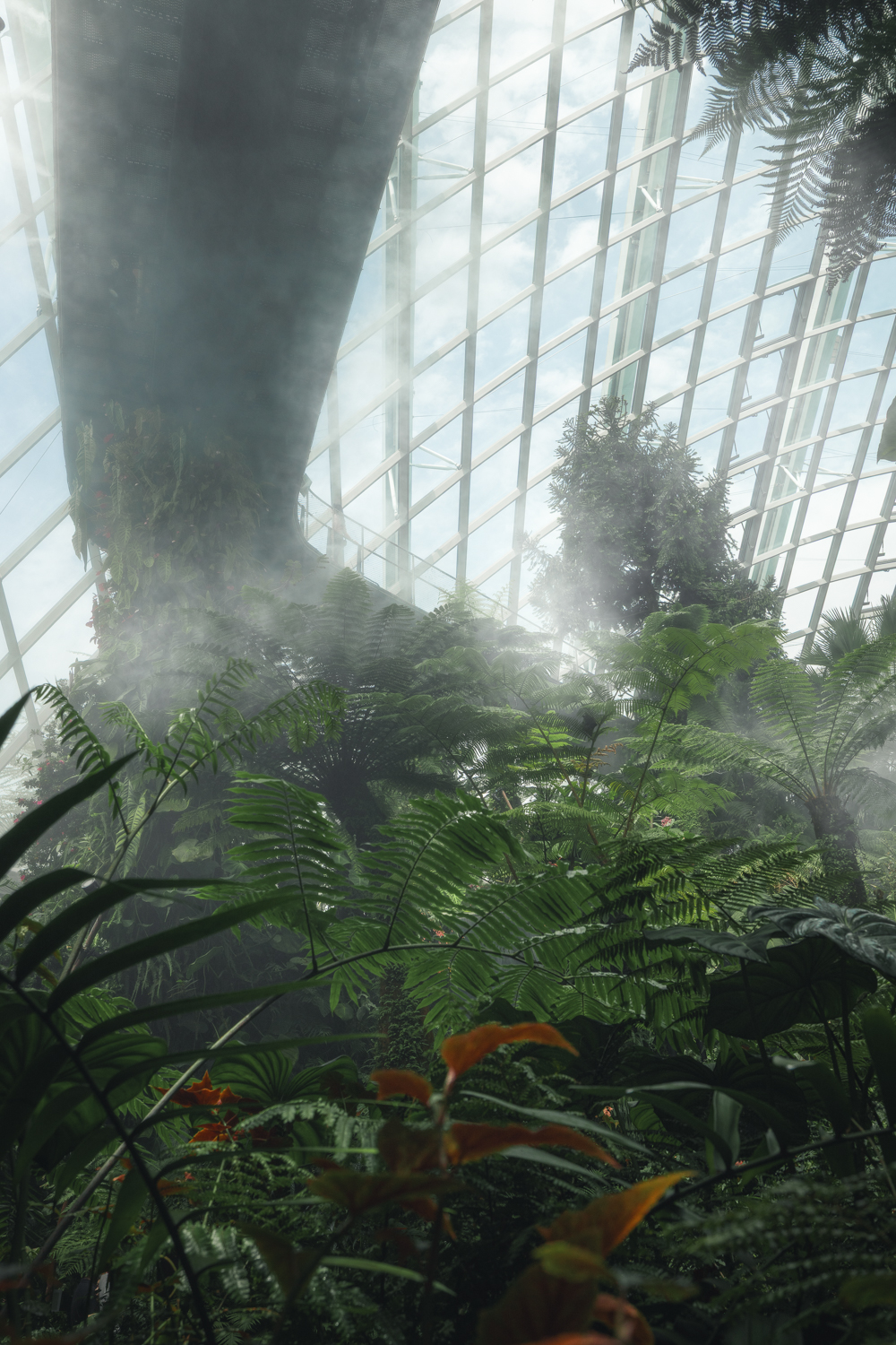 Nevoeiro na Cloud Forest