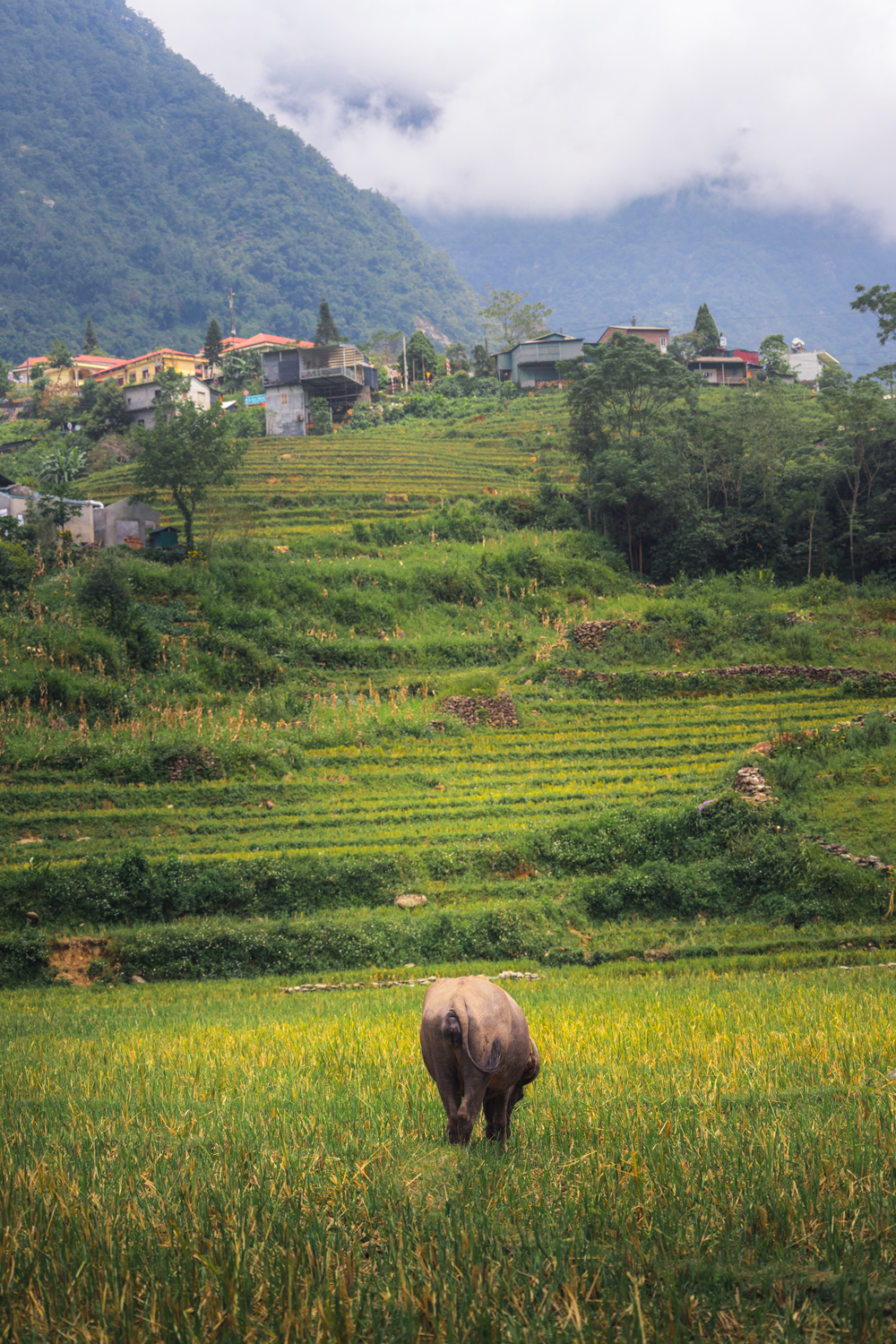 Bufalo nos campos de arroz