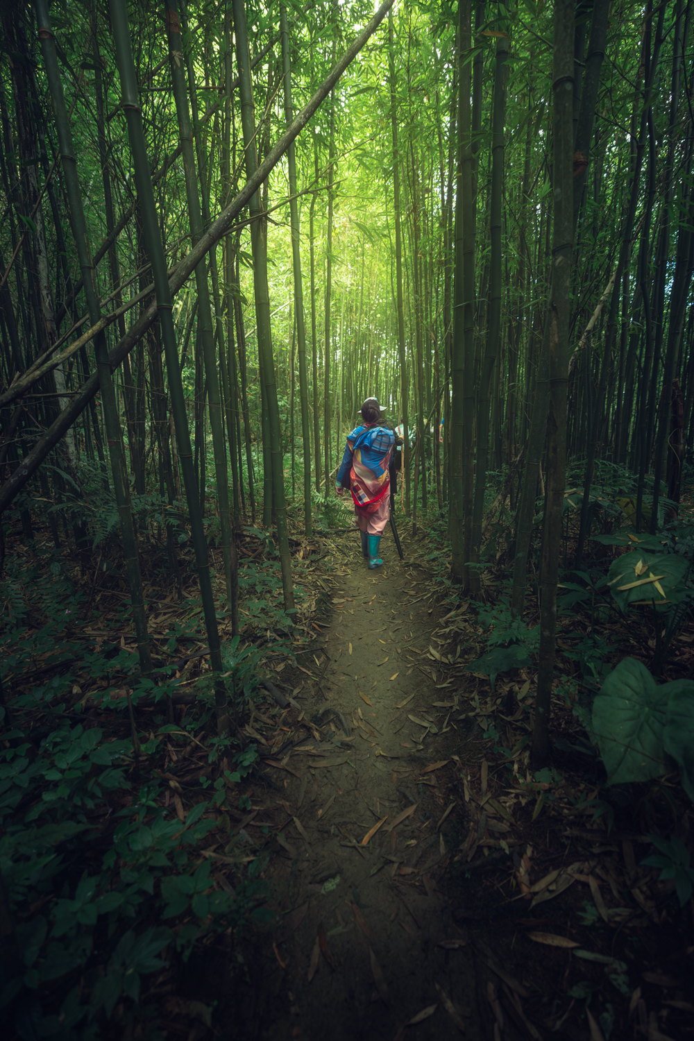 Floresta de bambu