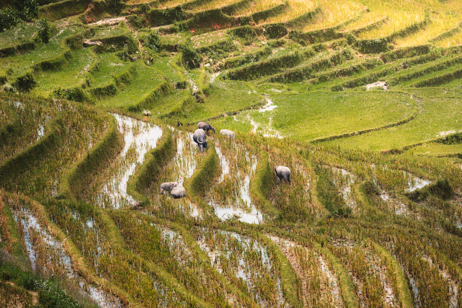 Bufalos nos campos de arroz